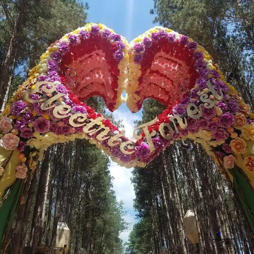 The Magic of Electric Forest: My Memorable Experience